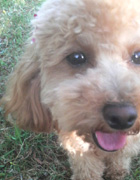 �v�c�ƃ��������