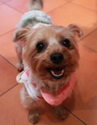 �v�c�ƃx�������