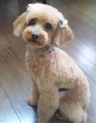 ���A�c���ƃ`���R����