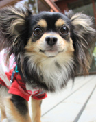 �͍�ƃJ�t�[�����