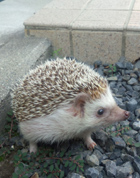 �Γc�Ƃ͂�̂�������