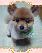 ���ԉƃ��R����