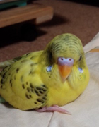 �䌳�Ƃ��������