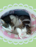 alice�Ƃ��񂱂���A���Ȃ������